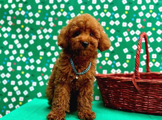 Orji̇nal Toy Poodle Yavrular Sağlik Garanti̇li̇ görsel