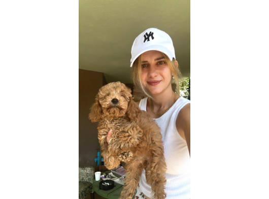 Toy Poodle Yavrularımız