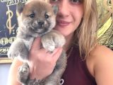 Shiba Inu Yavruları