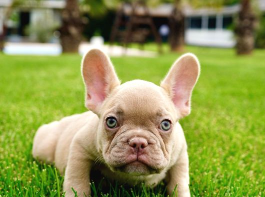 French Bulldog Yavruları Sizleri Bekliyor görsel