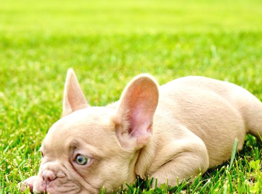 French Bulldog Yavruları Sizleri Bekliyor görsel