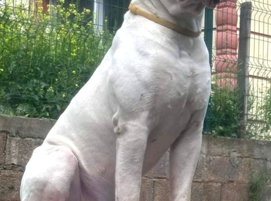Kendini Özel Hissedenler American Buldog Yavrularımız görsel