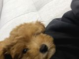 3 Aylık Sevimli Toy Poodle