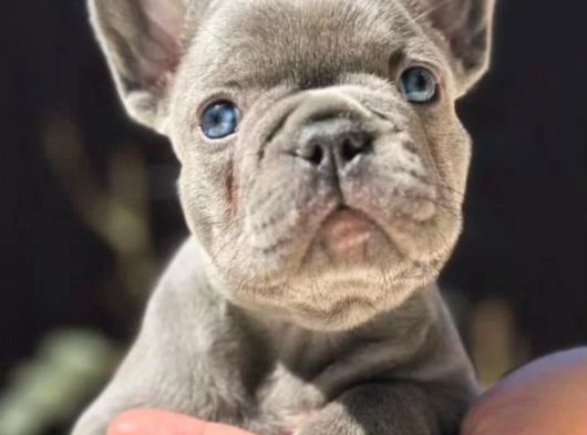 Blue French Bebekler