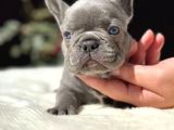 Blue French Bebekler