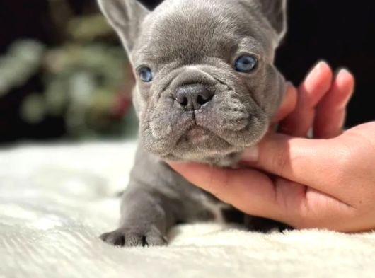 Blue French Bebekler görsel