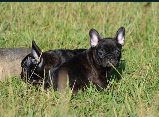 Siyah French Bulldog Yavrular görsel