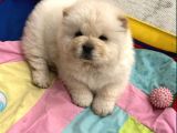 Chow chow bebekler