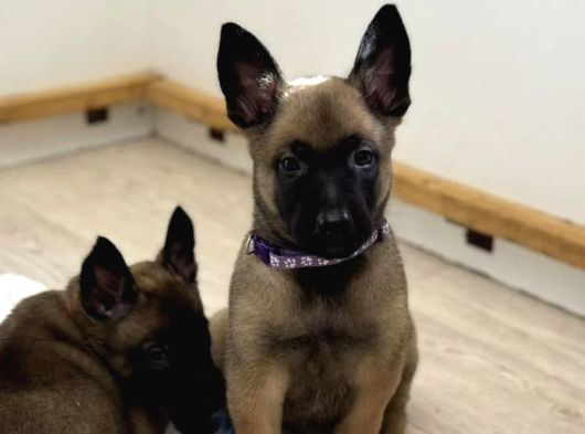 Lekesiz  Istanbul Da Malinois Yavruları