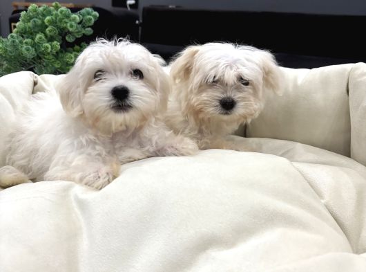 Sıfır Numara A Kalite Kore Kan Maltes Terrier görsel