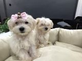 Sıfır Numara A Kalite Kore Kan Maltes Terrier