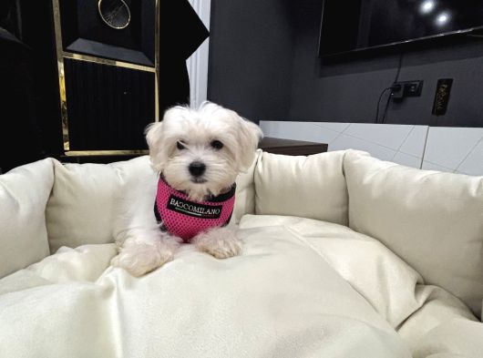 Sıfır Numara A Kalite Kore Kan Maltes Terrier görsel