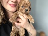 Toy Poodle Yavrularımız