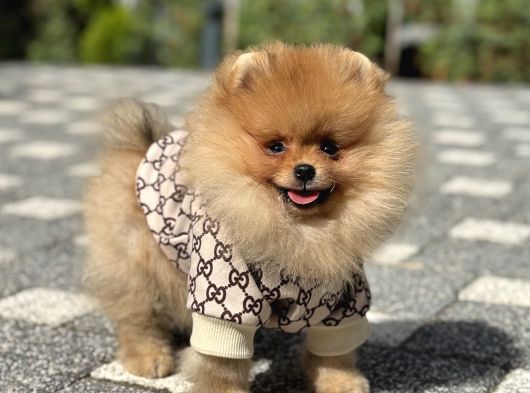 Gülen Yüz Erkek Pomerani̇an Boo