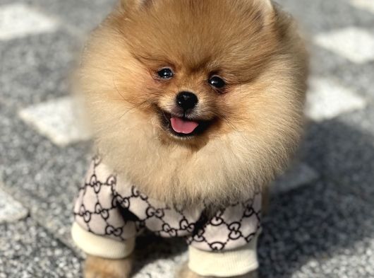 Gülen Yüz Erkek Pomerani̇an Boo görsel