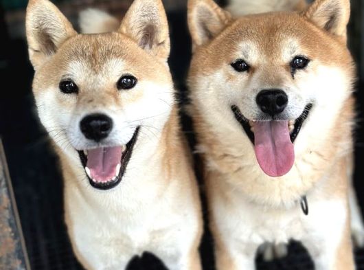 Shiba Inu Yavruları görsel
