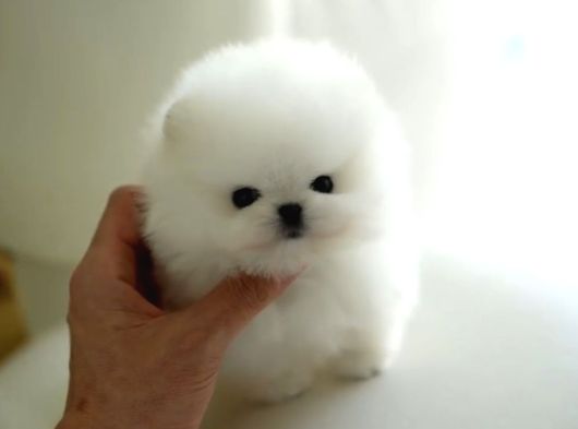 Orji̇nal Pomerani̇an Boo Çocuklar görsel