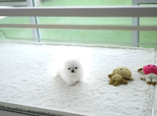 Orji̇nal Pomerani̇an Boo Çocuklar görsel
