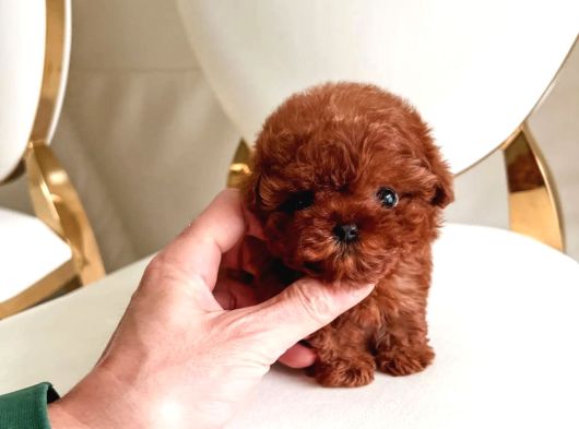 Orji̇nal Toy Poodle Çocuklar