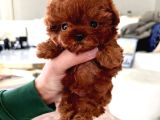 Orji̇nal Toy Poodle Çocuklar
