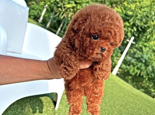 Orji̇nal Poodle Çocuklar görsel