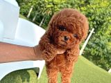 Orji̇nal Poodle Çocuklar