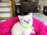 British Shorthair Ve Longhair Yavrular