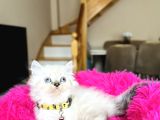 British Shorthair Ve Longhair Yavrular