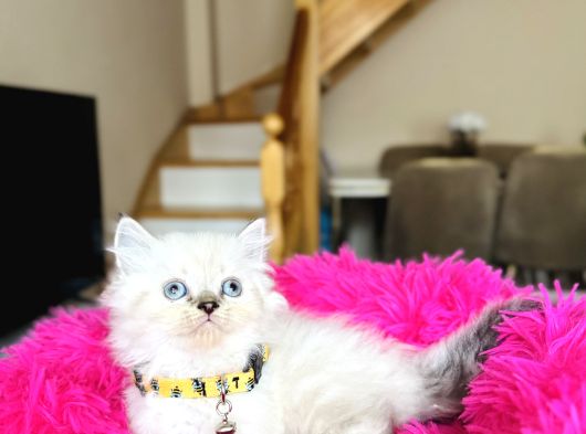 British Shorthair Ve Longhair Yavrular görsel