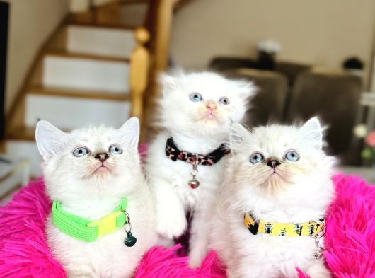 British Shorthair Ve Longhair Yavrular