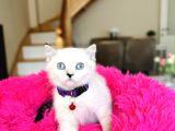 British Shorthair Ve Longhair Yavrular