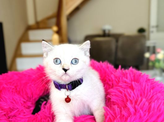 British Shorthair Ve Longhair Yavrular görsel