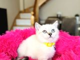 British Shorthair Ve Longhair Yavrular