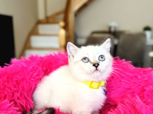 British Shorthair Ve Longhair Yavrular görsel