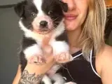 Her Renk Border Collie Yavruları