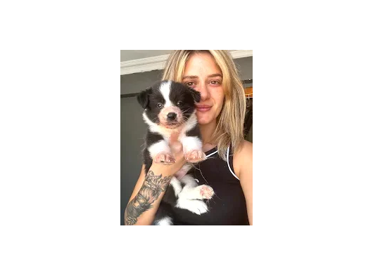 Her Renk Border Collie Yavruları görsel