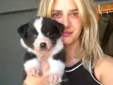Her Renk Border Collie Yavruları