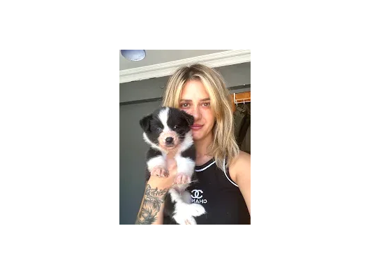 Her Renk Border Collie Yavruları görsel
