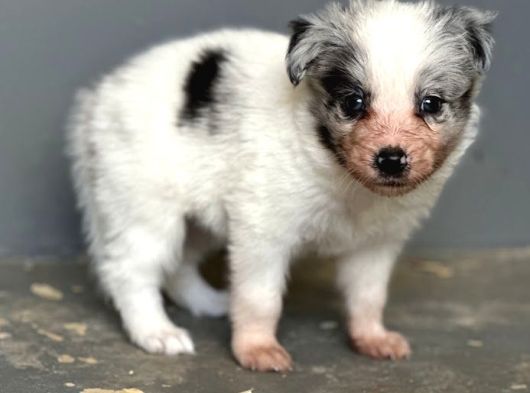 Her Renk Border Collie Yavruları görsel