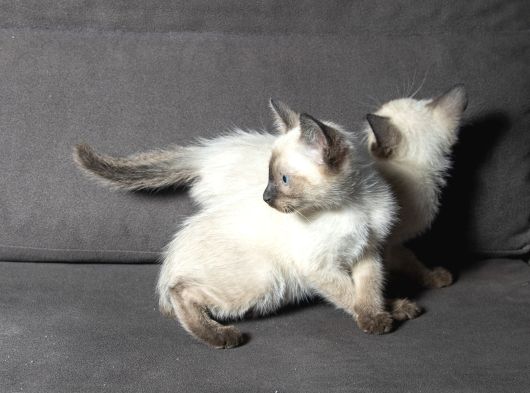 Mi̇nnoş Si̇yam Kedi̇leri̇m görsel