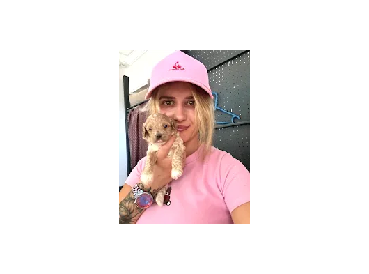 Maltipoo Yavruları görsel