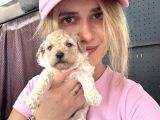 Maltipoo Yavruları