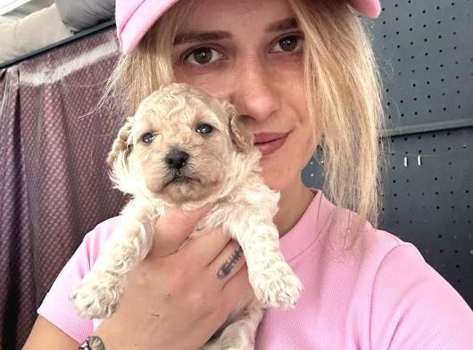 Maltipoo Yavruları görsel