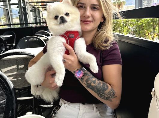Pomeranian Boo Yavruları görsel