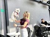 Pomeranian Boo Yavruları