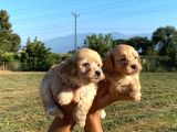 Maltipoo Bebekler