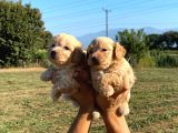 Maltipoo Bebekler