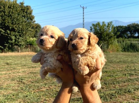 Maltipoo Bebekler görsel
