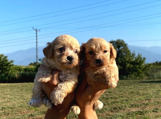 Maltipoo Bebekler
