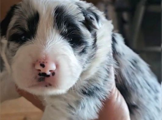 Renk Renk Irk Ve Sağlık Garantili Border Collie Bebekler görsel